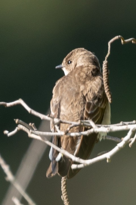 Northern Rough-winged Swallow - ML432332701