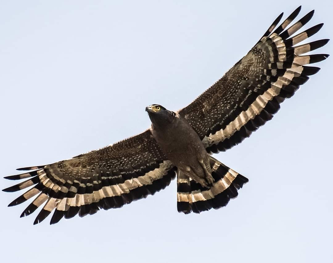 Crested Serpent-Eagle - Badri Narayan