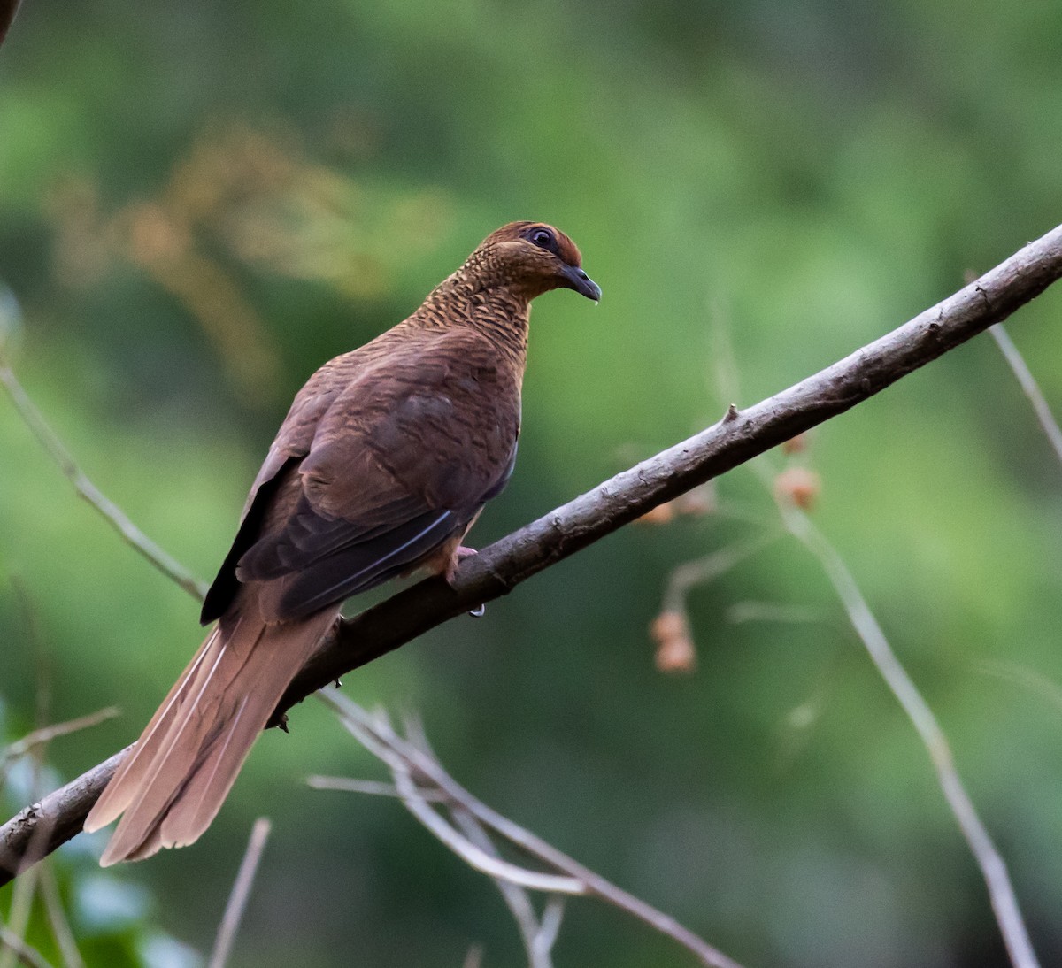 Timor Cuckoo-Dove - Ron Hoff Dollyann Myers