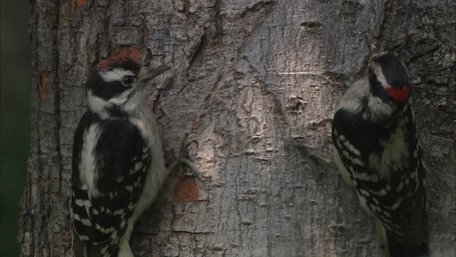 Downy Woodpecker - ML432347