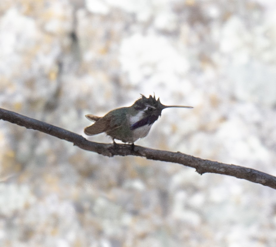 Costa's Hummingbird - ML432351661