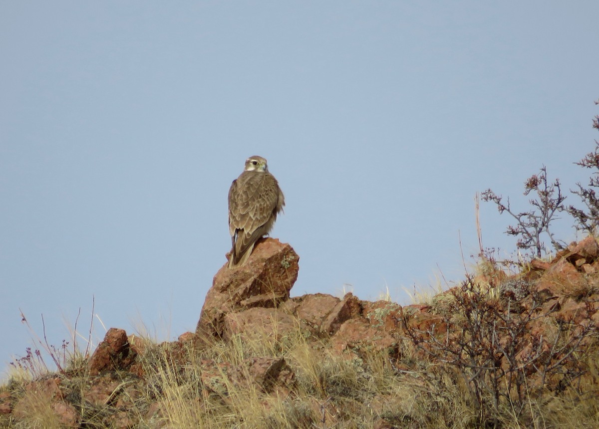 Prairie Falcon - Al Zerbe