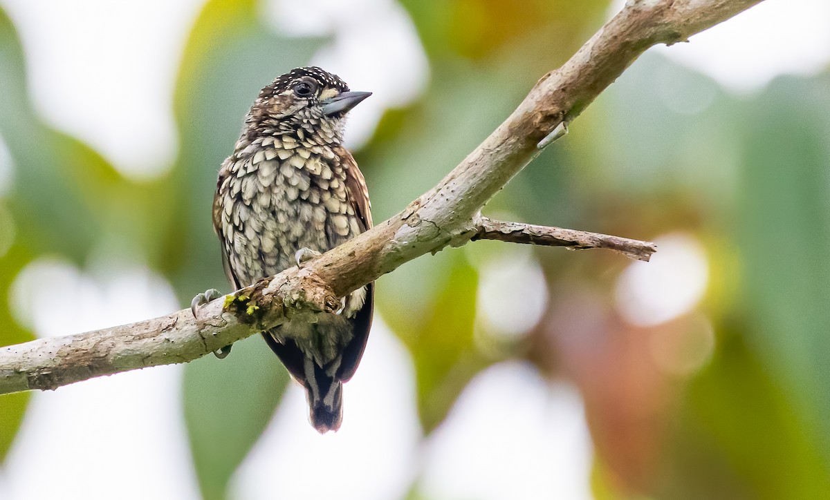Scaled Piculet - ML432360541