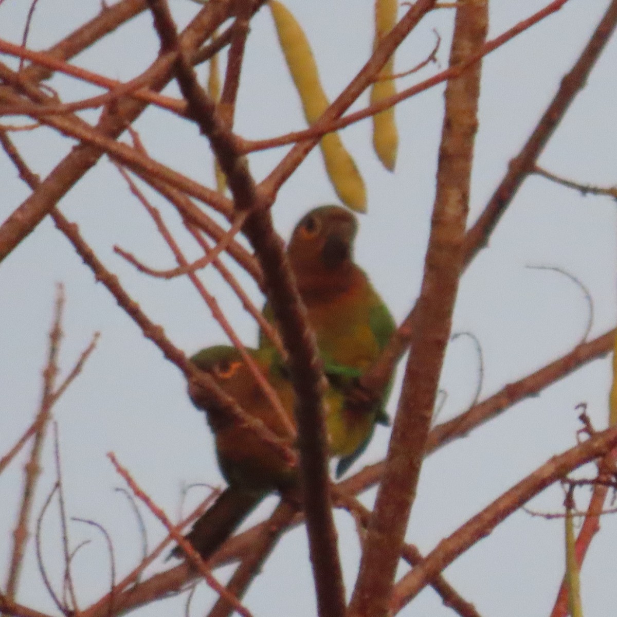Brown-throated Parakeet (Veraguas) - ML432363451