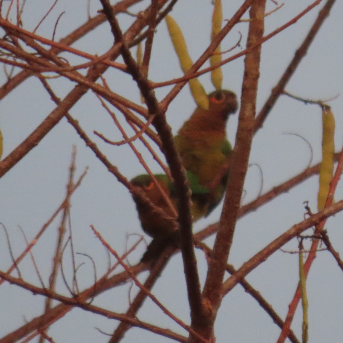 Kahverengi Gerdanlı Papağan (ocularis) - ML432363471