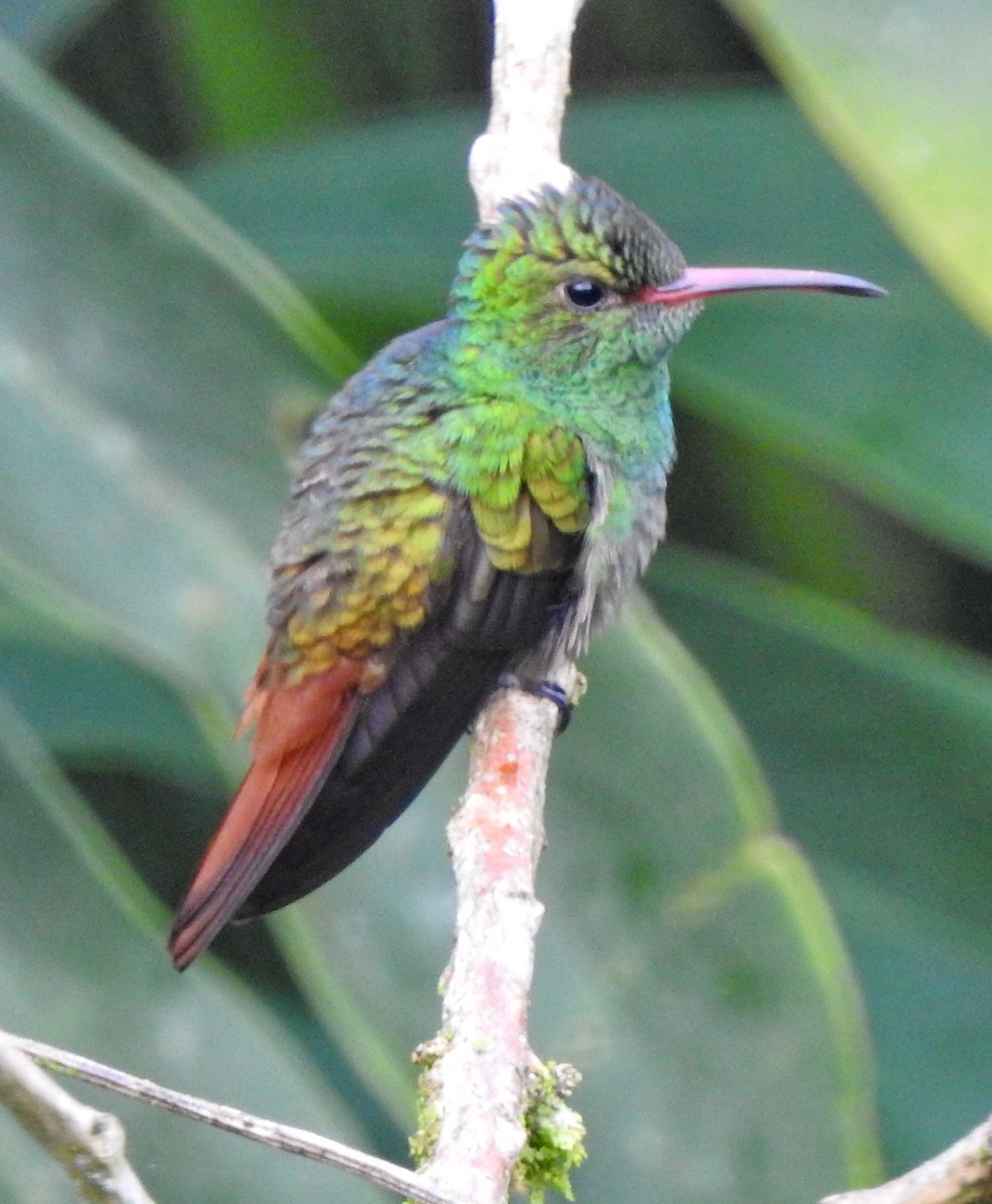 Rufous-tailed Hummingbird - ML432364581