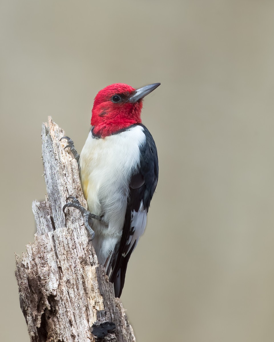 Red-headed Woodpecker - ML432371641
