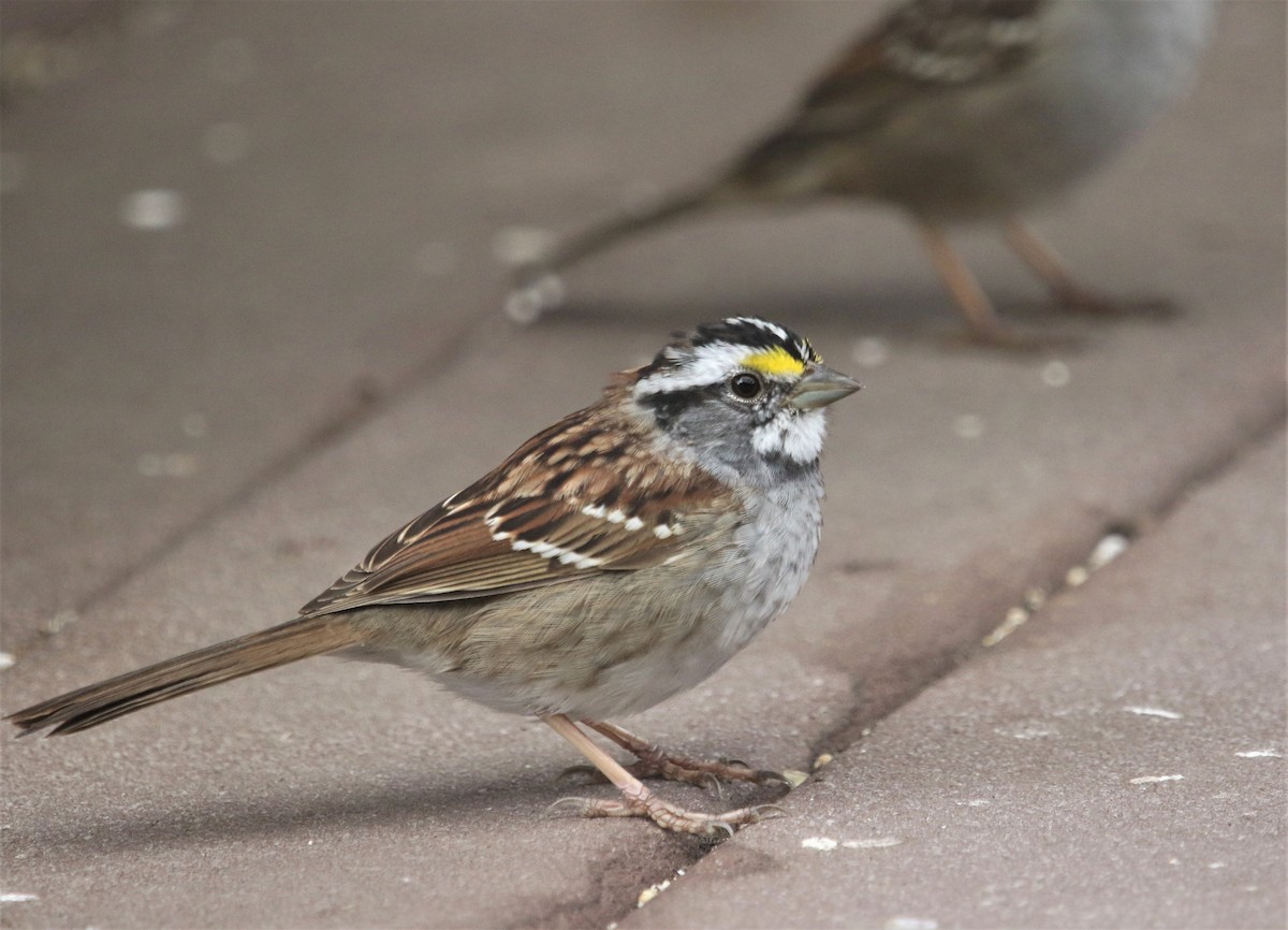 White-throated Sparrow - ML432376221