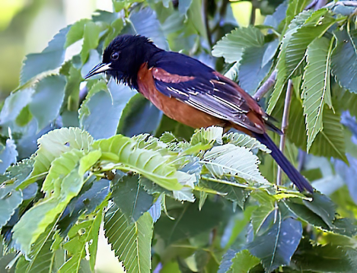 Orchard Oriole - ML432380541