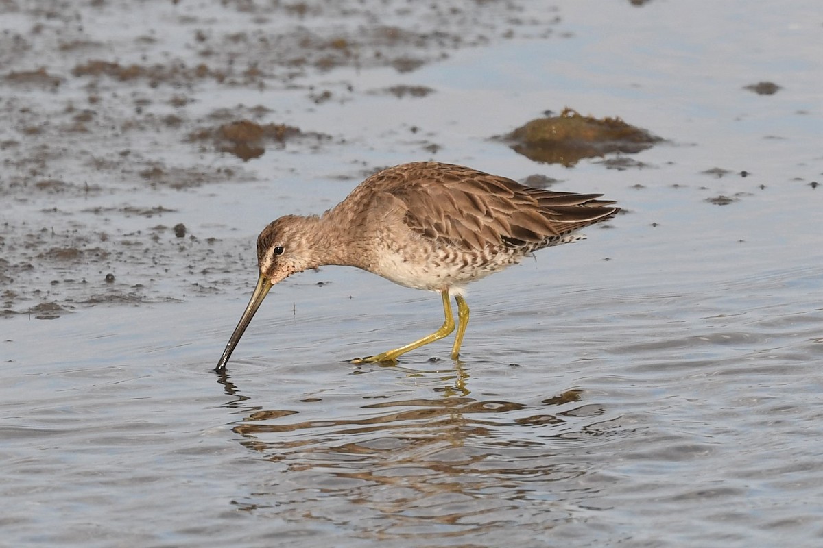 Long-billed Dowitcher - ML432383891