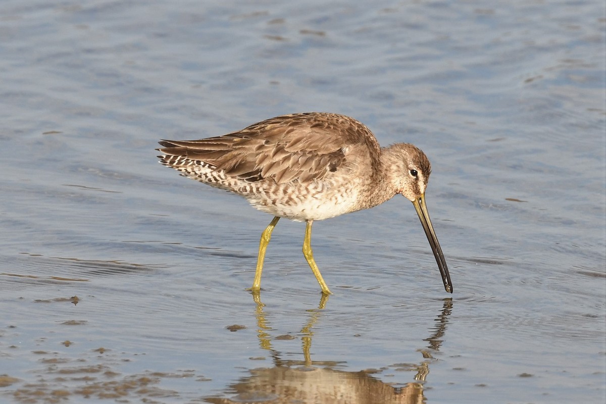 Long-billed Dowitcher - ML432383921