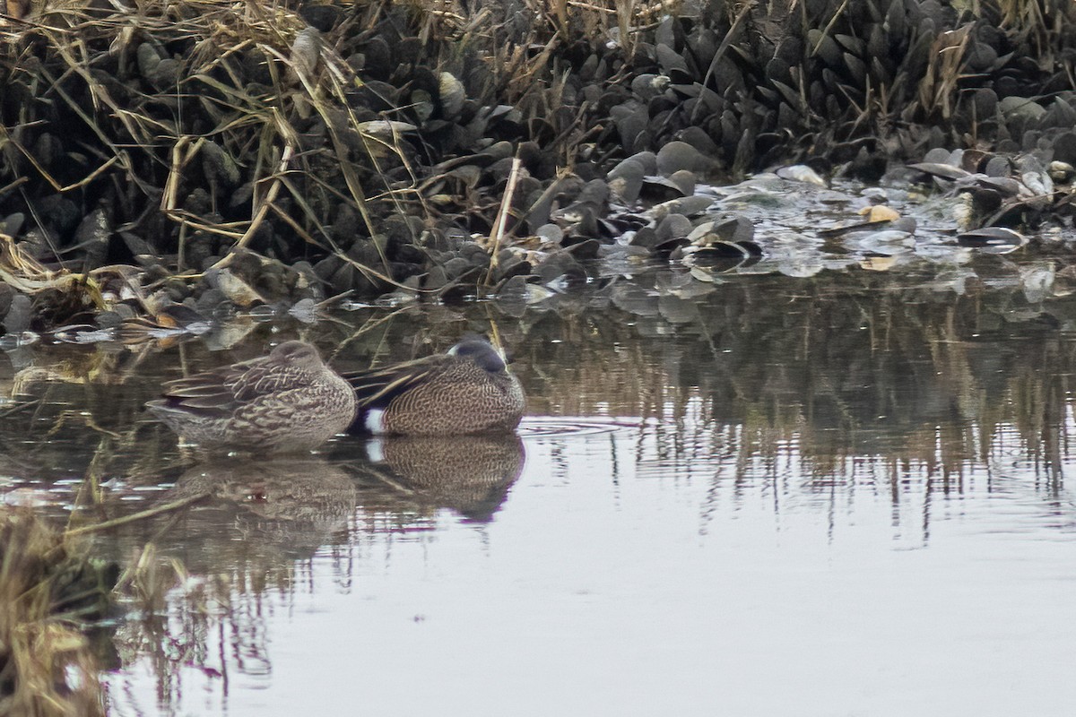 Blue-winged Teal - ML432388931