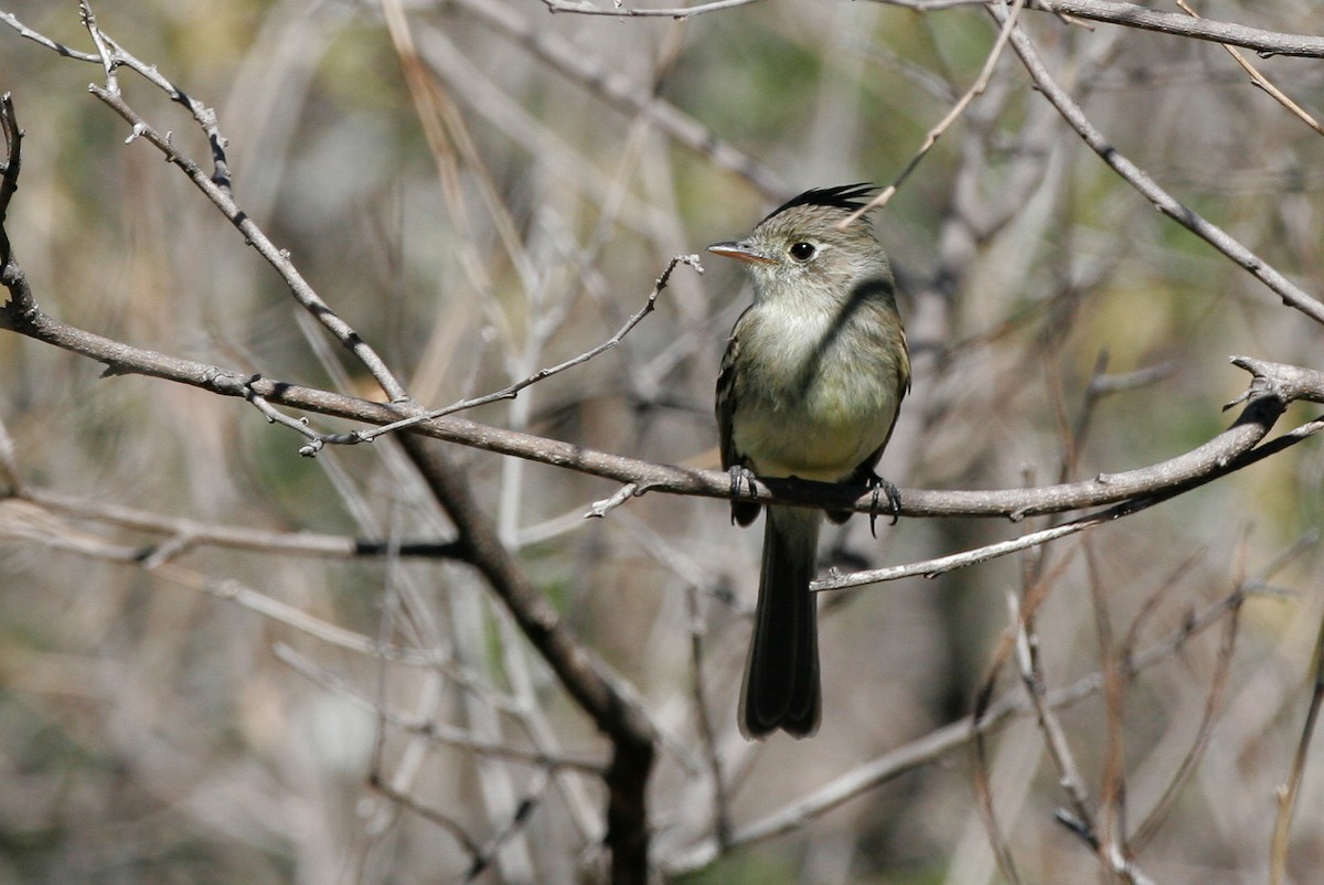 Pileated Flycatcher - Chris Wood
