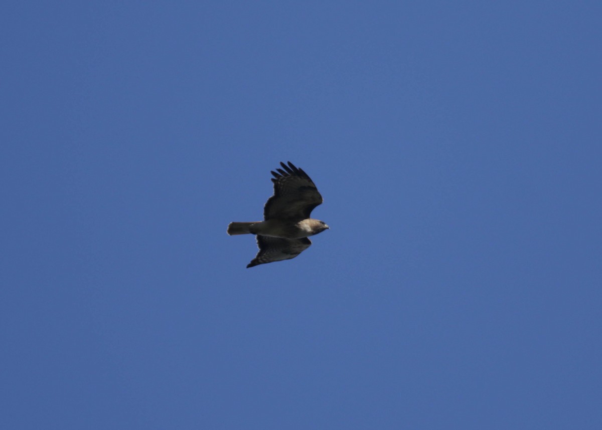 Red-tailed Hawk - ML432402391