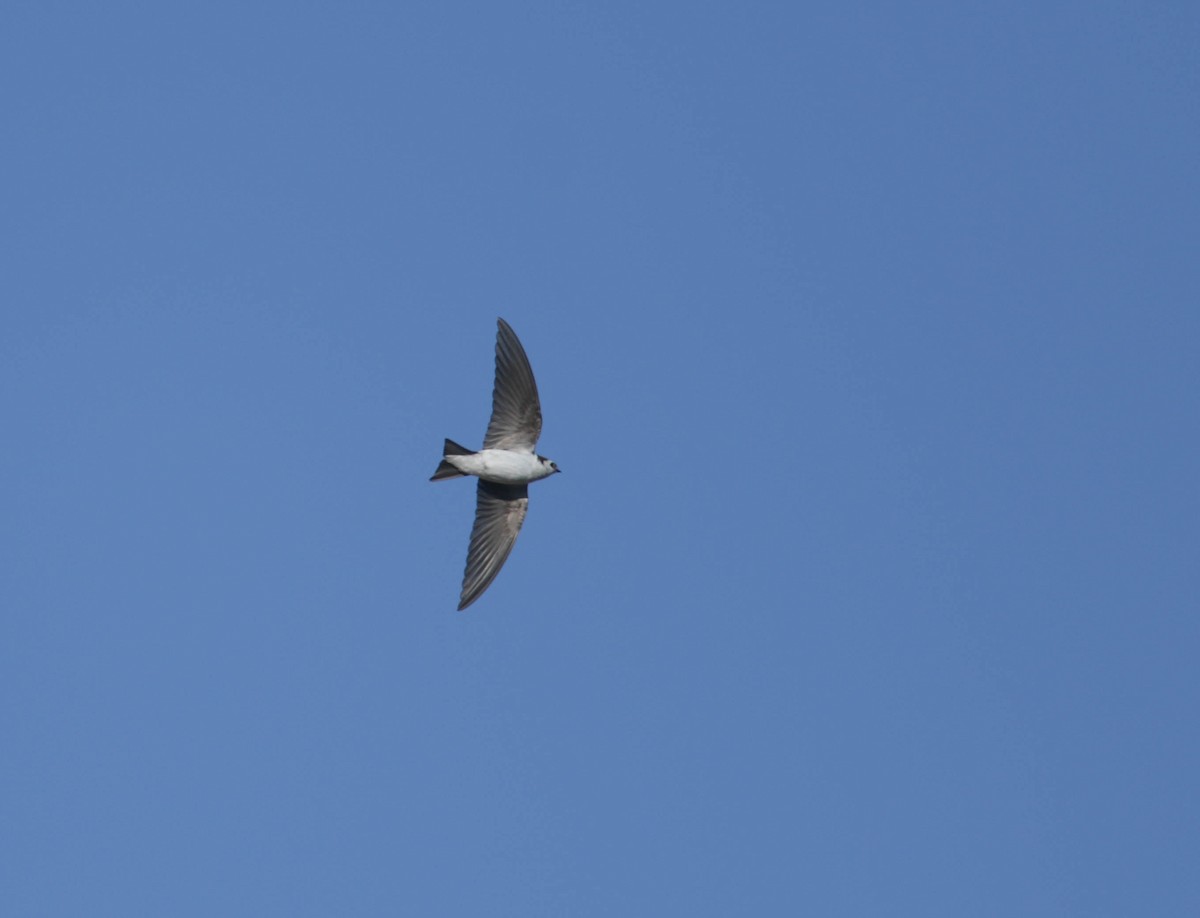 Violet-green Swallow - ML432402881
