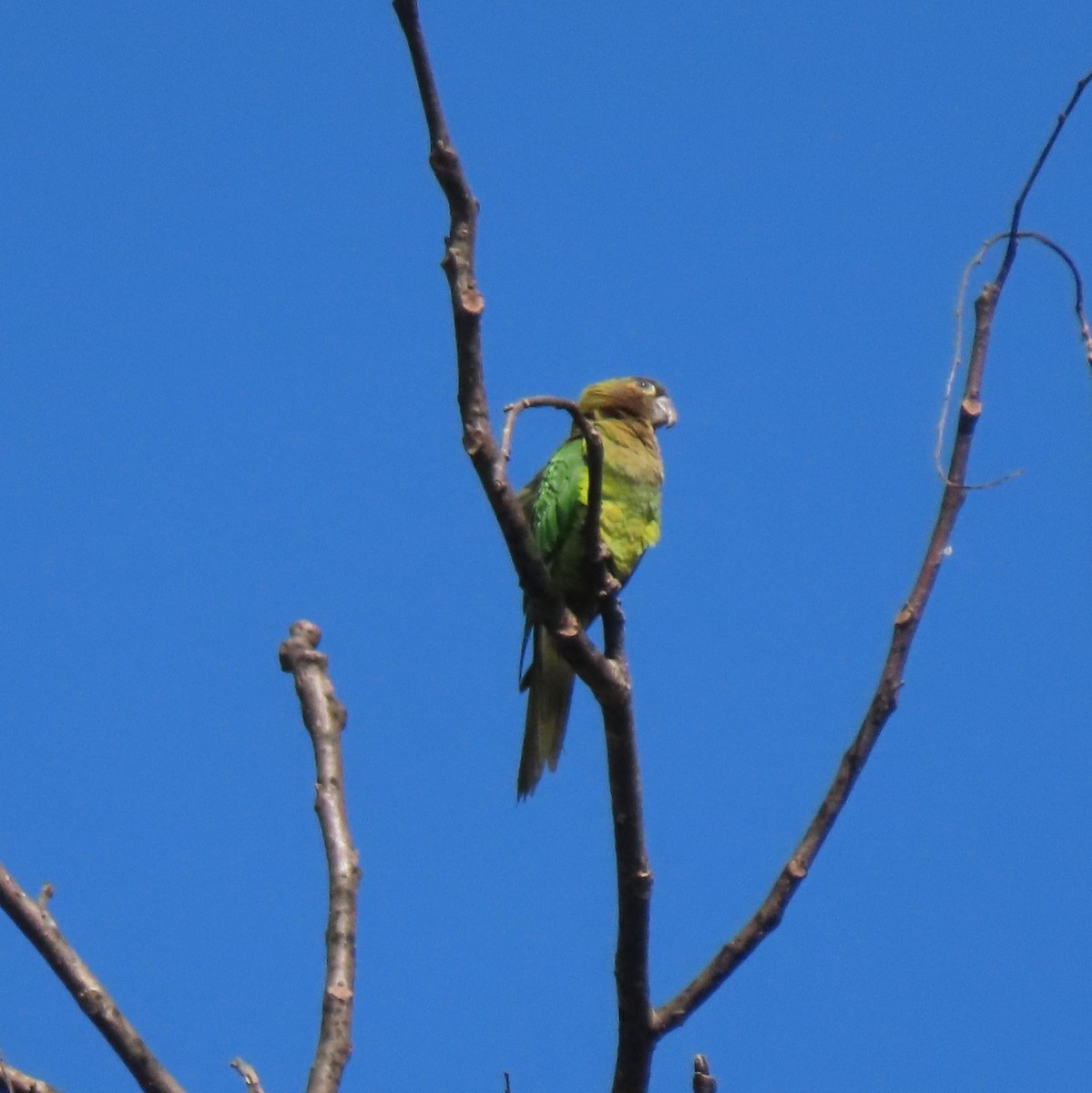 Brown-throated Parakeet (Veraguas) - ML432408901