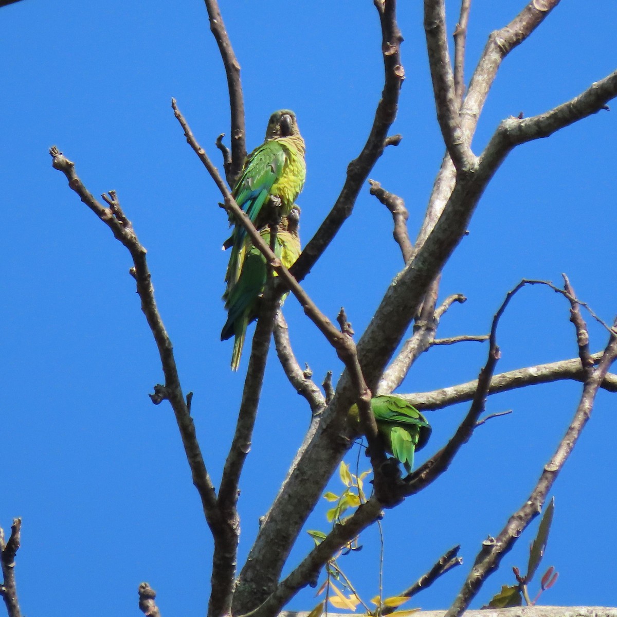 Brown-throated Parakeet (Veraguas) - Doug Kibbe