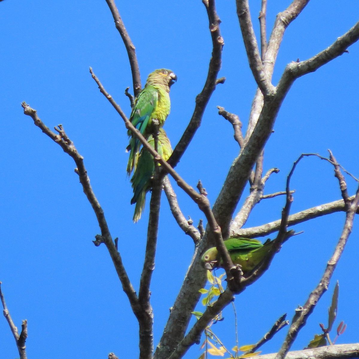 Brown-throated Parakeet (Veraguas) - ML432408921