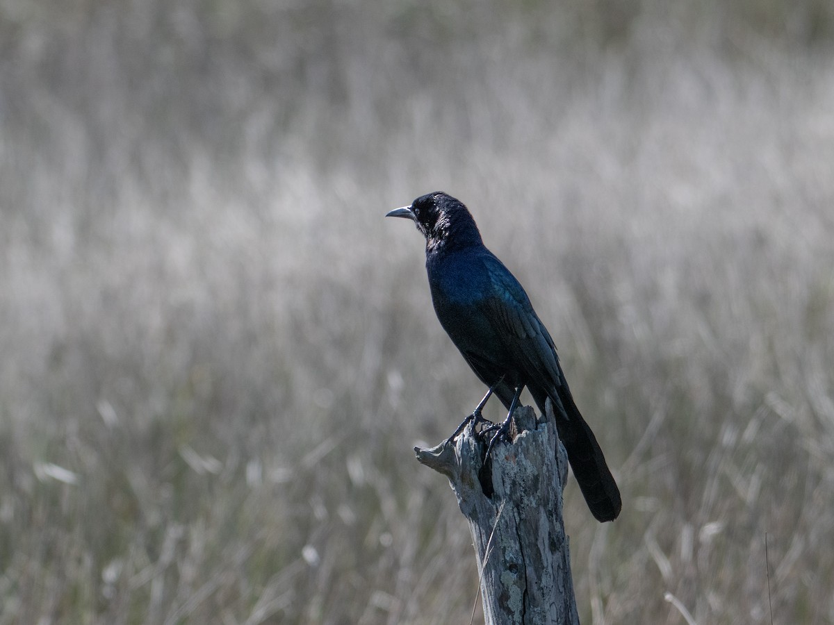 Boat-tailed Grackle - T I