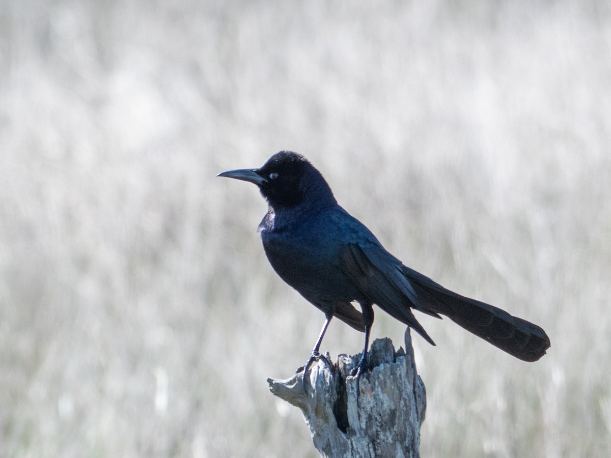 Boat-tailed Grackle - T I