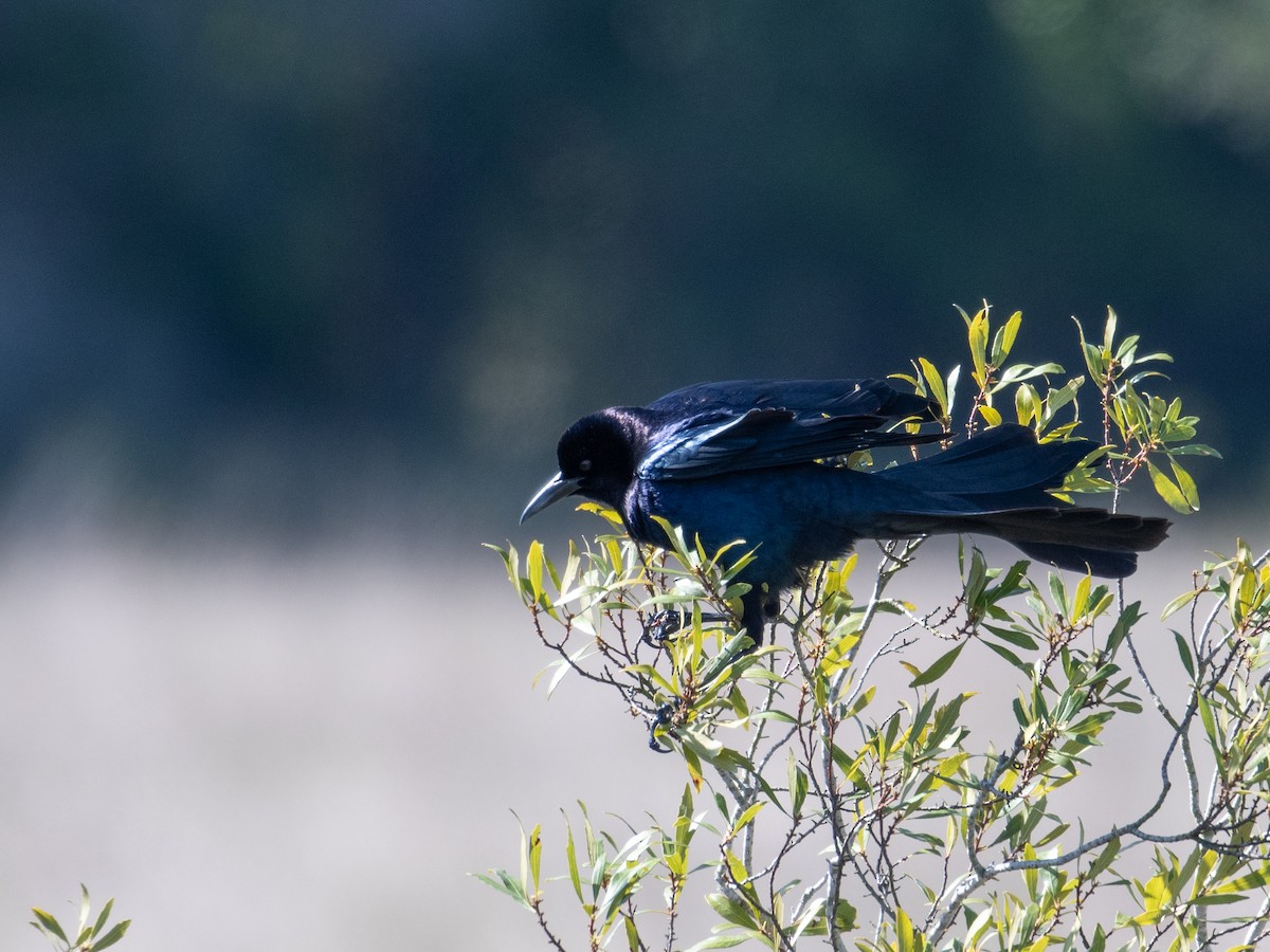 Boat-tailed Grackle - ML432409861
