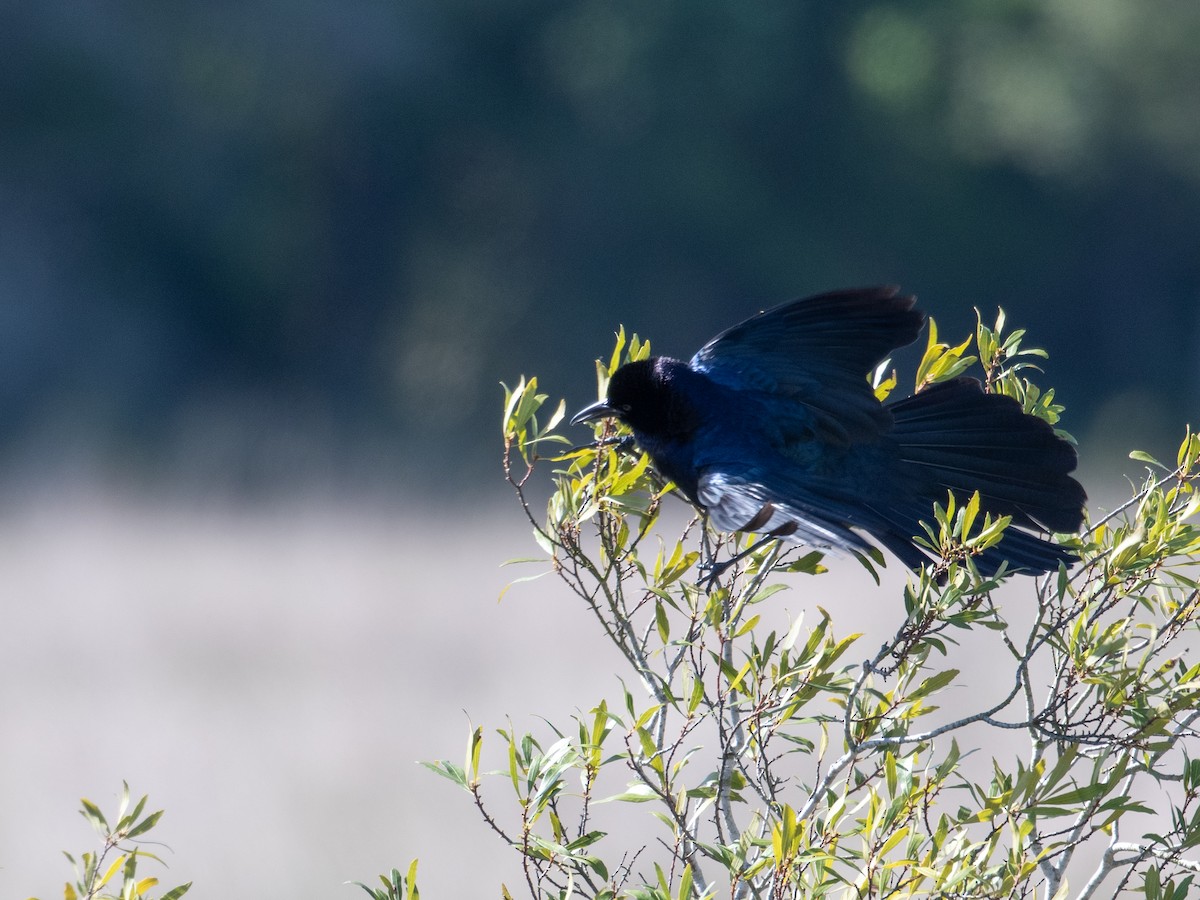 Boat-tailed Grackle - ML432409871
