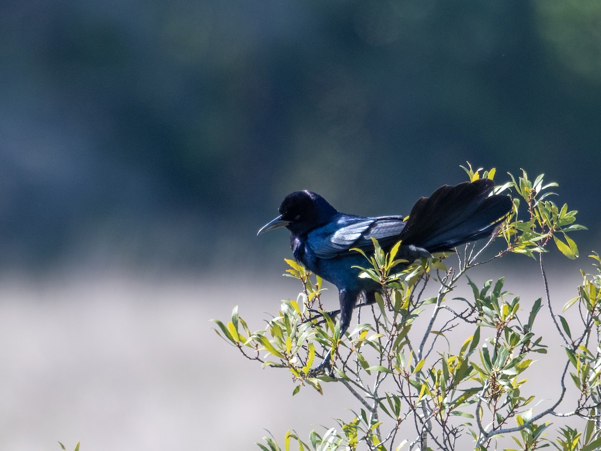 Boat-tailed Grackle - ML432409911