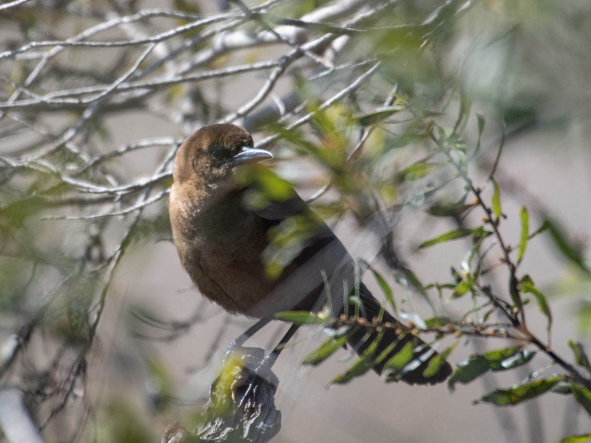 Boat-tailed Grackle - ML432410011