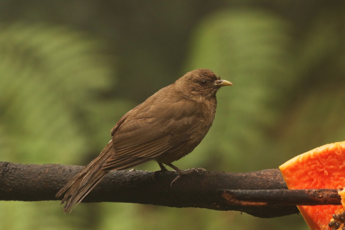 Clay-colored Thrush - John and Milena Beer