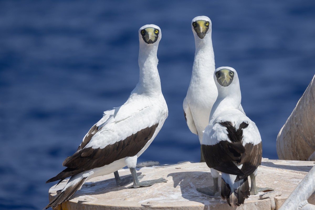 Masked Booby - ML432411591