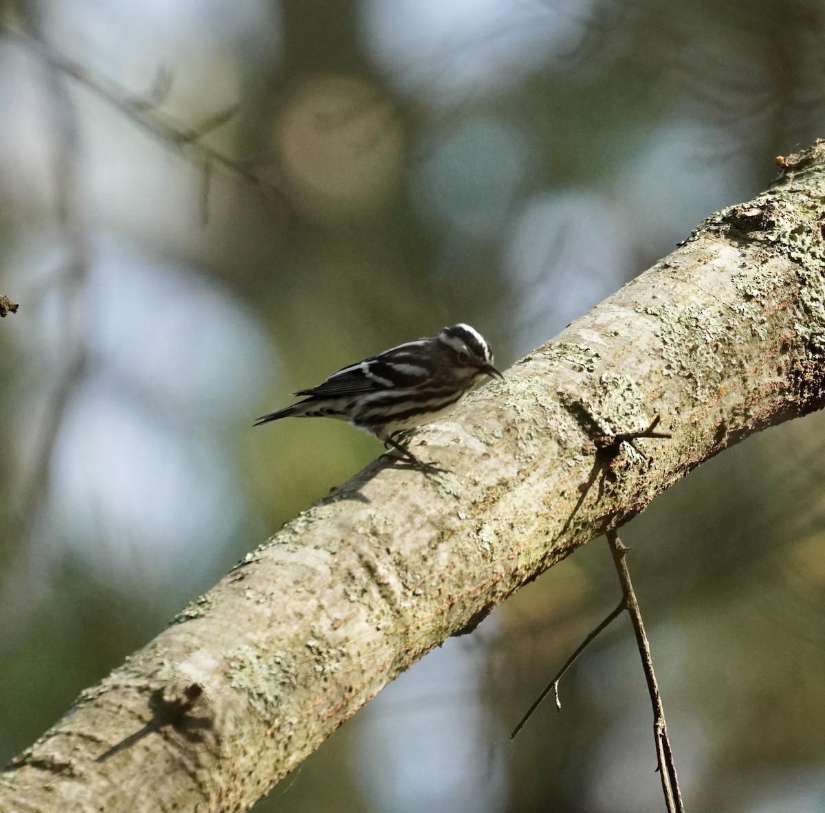 Black-and-white Warbler - ML432418191