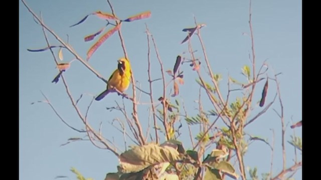 Yellow-tailed Oriole - ML432425981