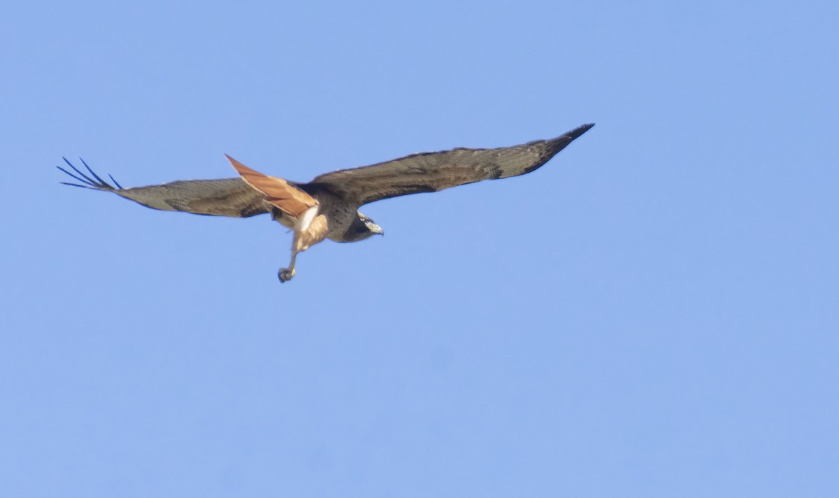 Red-tailed Hawk - ML432426651