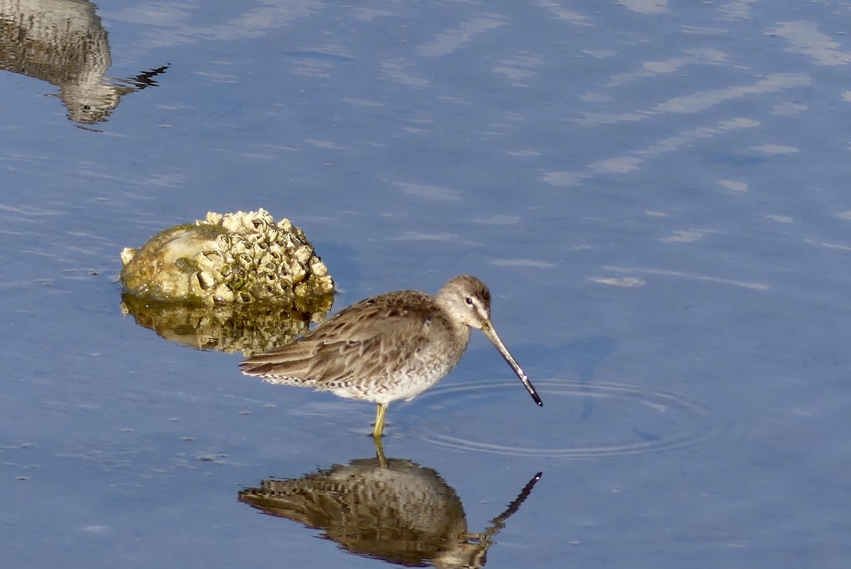 Long-billed Dowitcher - ML432430811