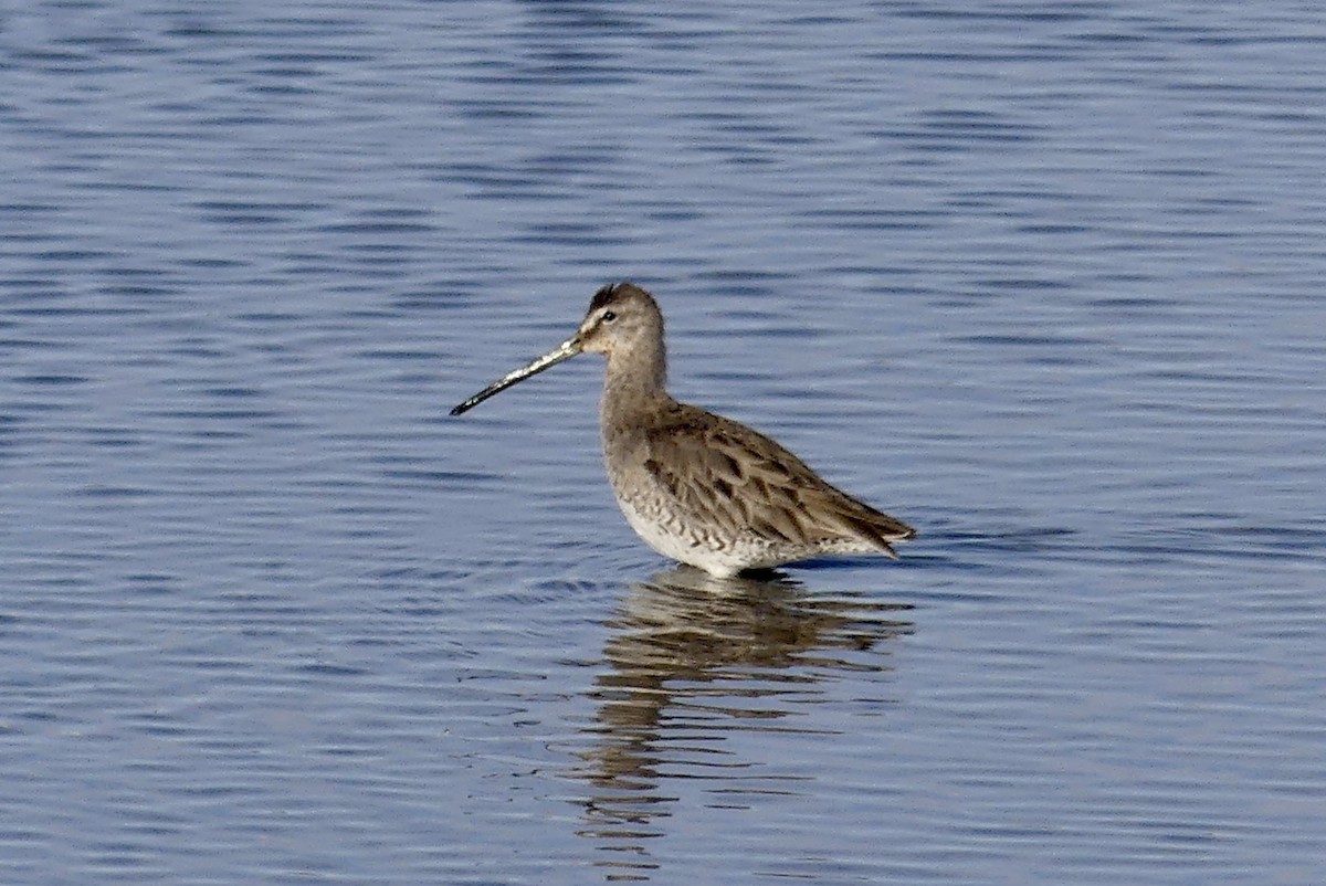 Long-billed Dowitcher - ML432434381