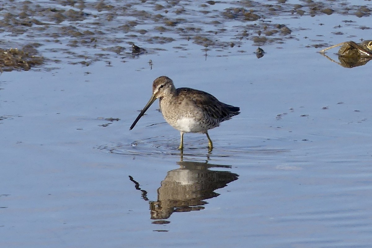 Long-billed Dowitcher - ML432434391