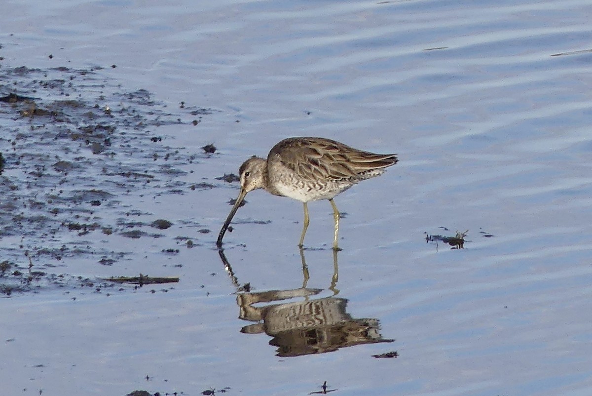 Long-billed Dowitcher - ML432435751