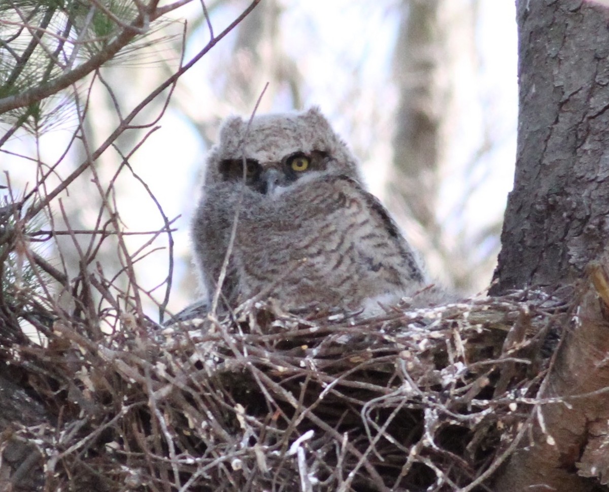 Great Horned Owl - ML432436011