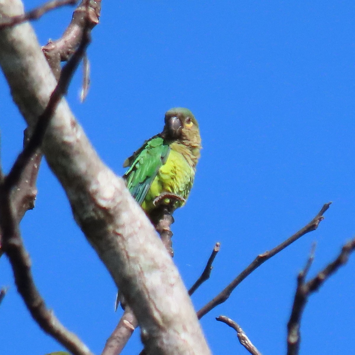 Brown-throated Parakeet (Veraguas) - Mackenzie Goldthwait