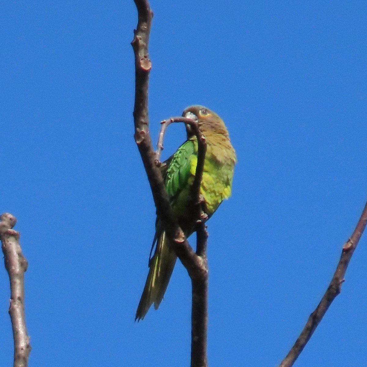 Brown-throated Parakeet (Veraguas) - Mackenzie Goldthwait