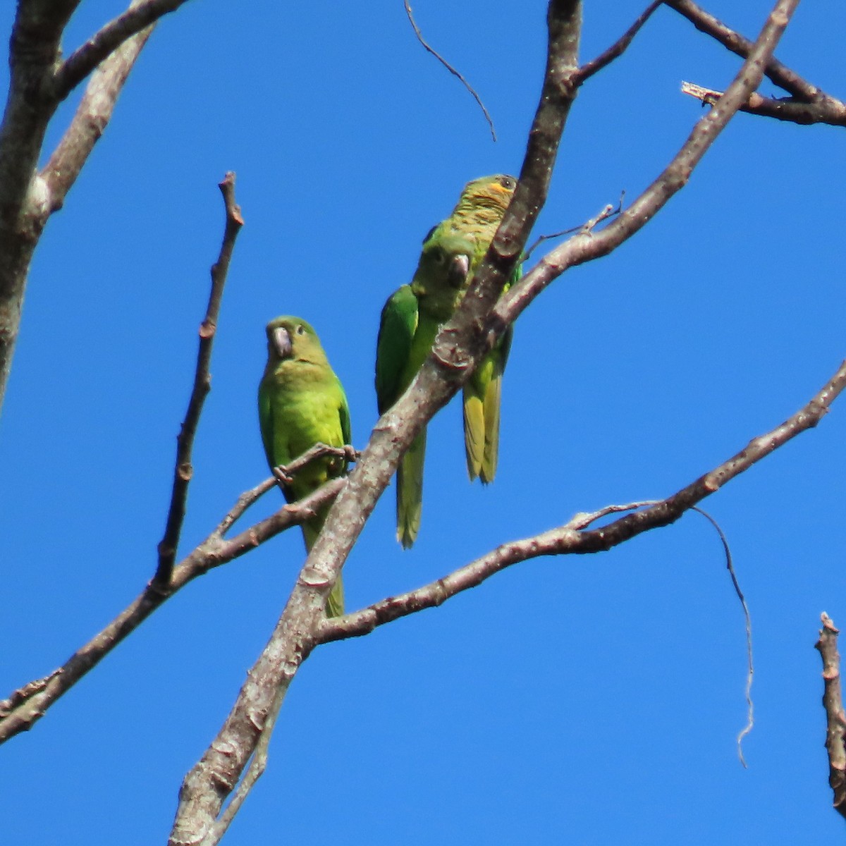 Brown-throated Parakeet (Veraguas) - ML432438681