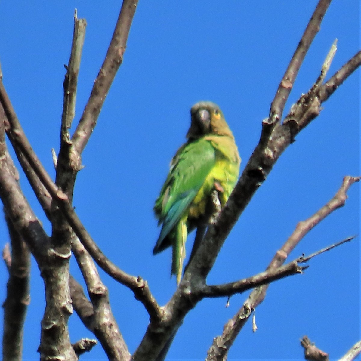 Brown-throated Parakeet (Veraguas) - ML432438711
