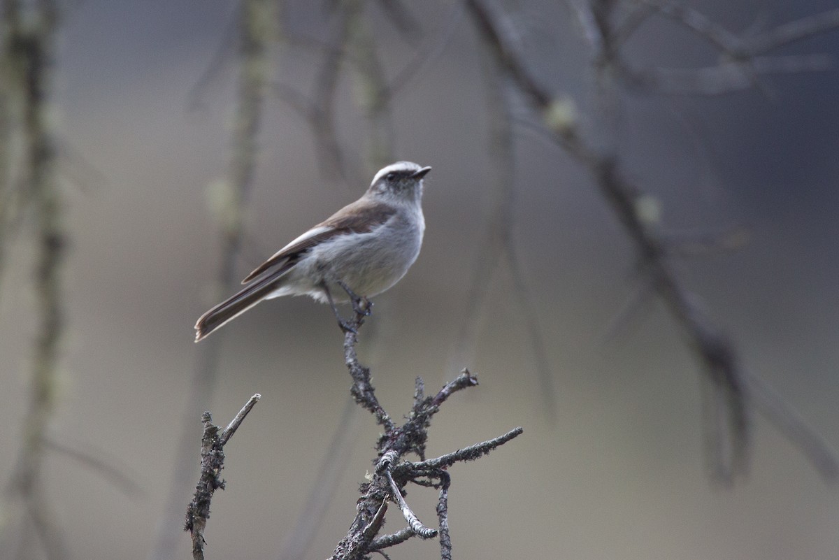 White-browed Chat-Tyrant - ML43244011