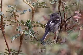  - Ash-breasted Tit-Tyrant