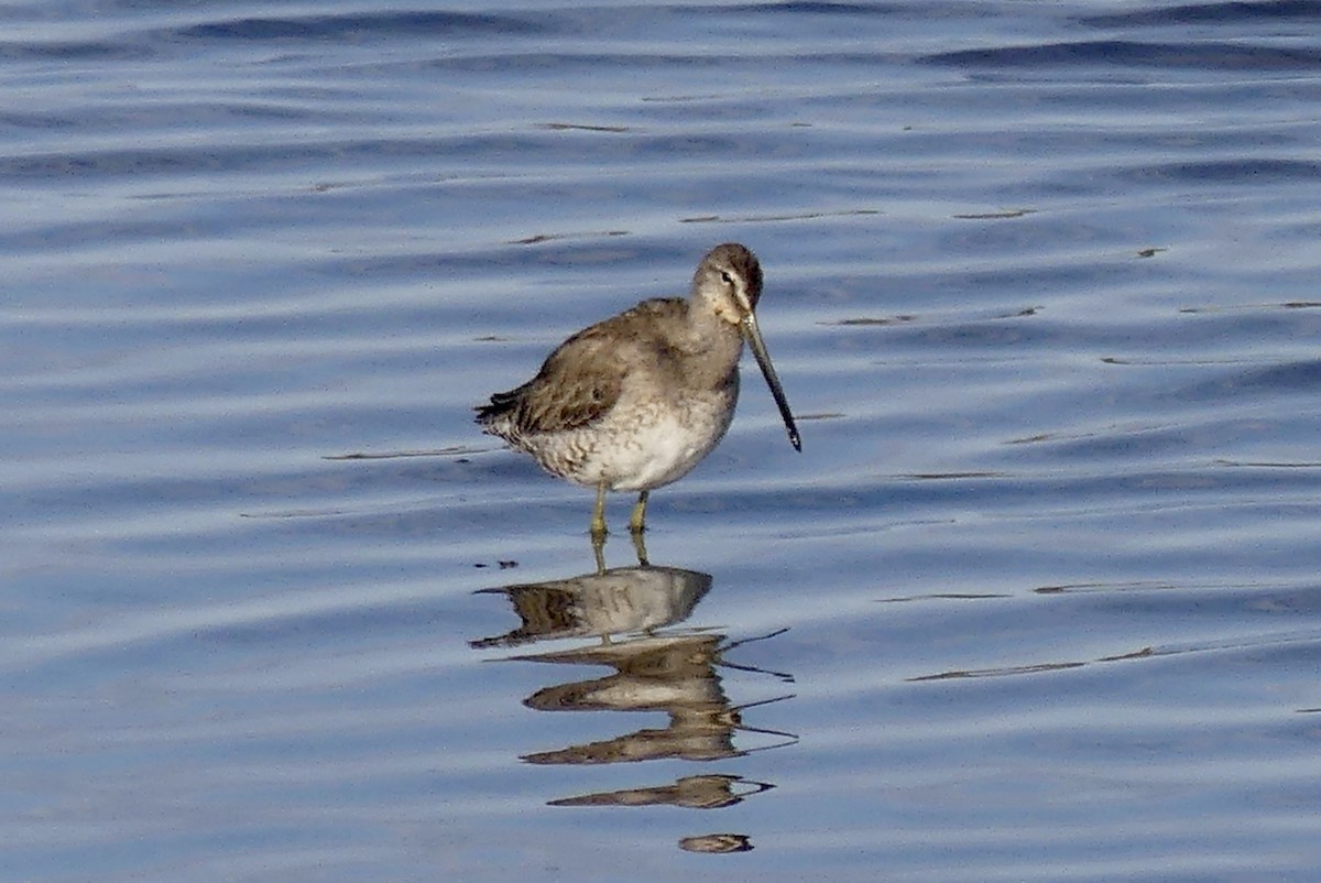 Long-billed Dowitcher - ML432444191