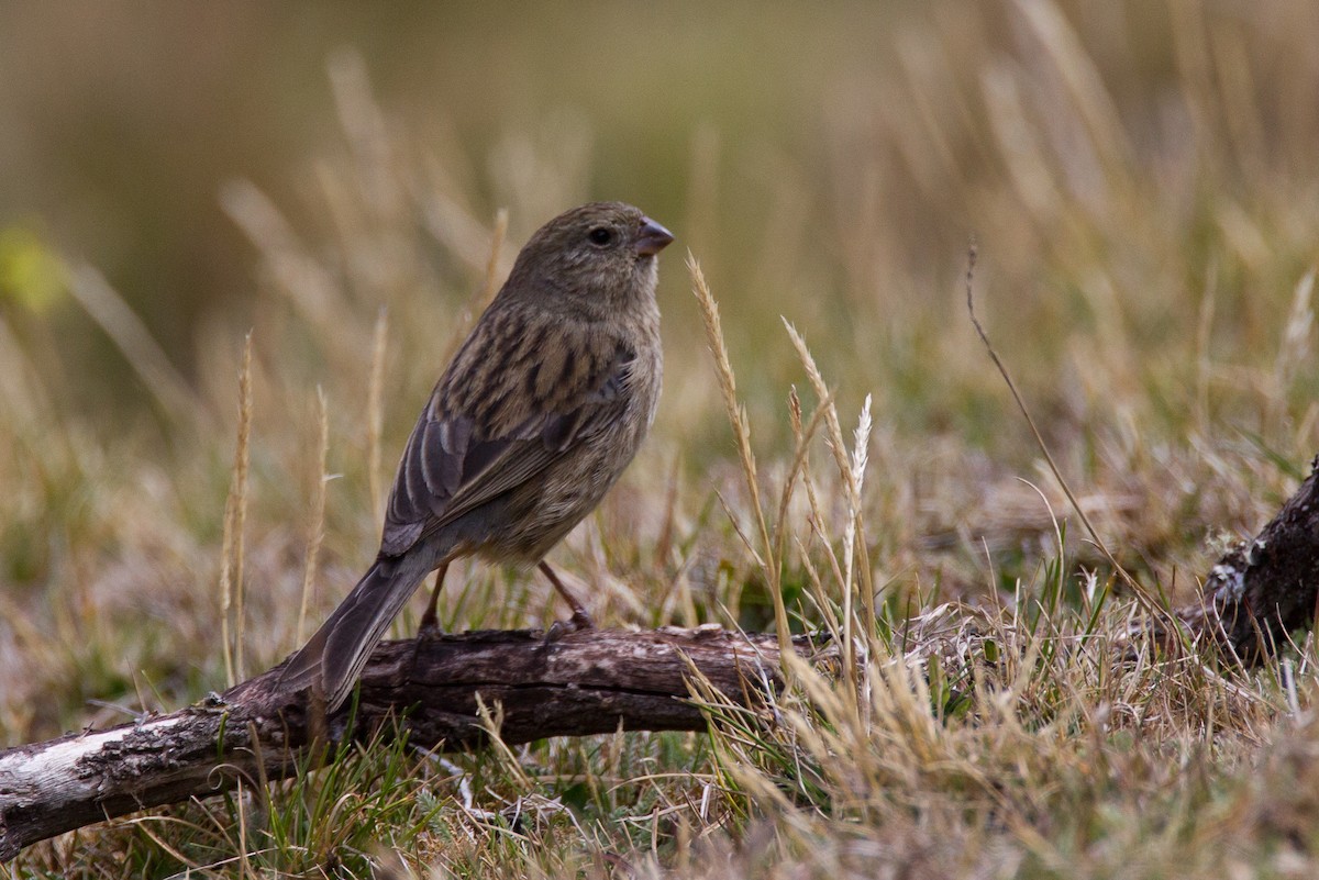 Plain-colored Seedeater - ML43244481