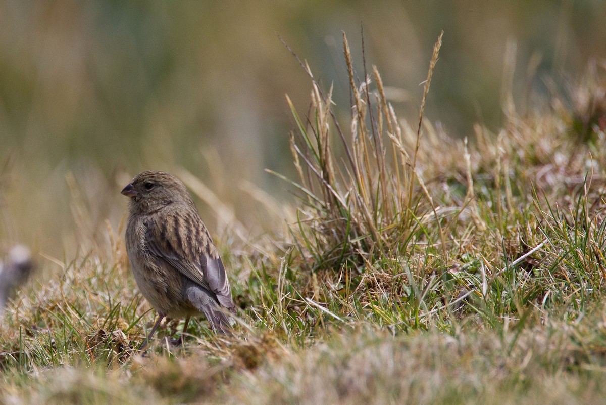 Plain-colored Seedeater - ML43244501