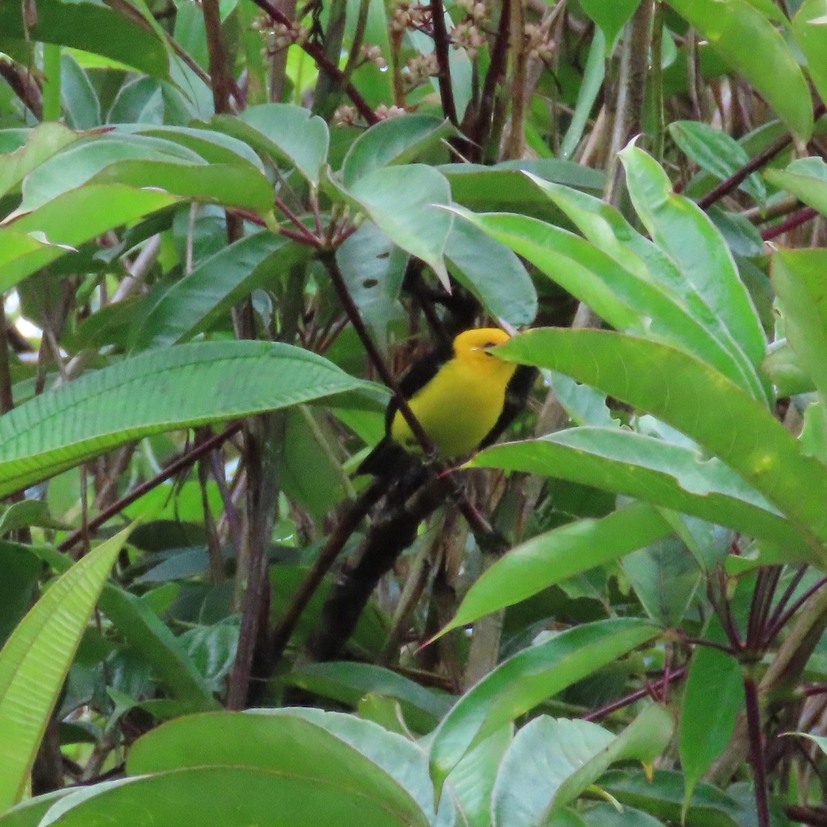 Black-and-yellow Tanager - Mackenzie Goldthwait