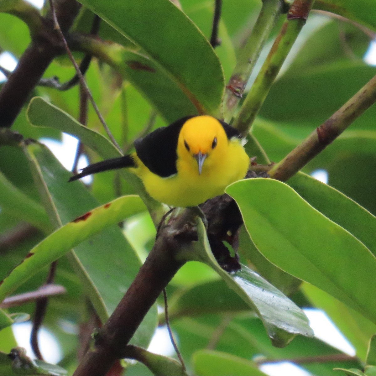Black-and-yellow Tanager - ML432451261