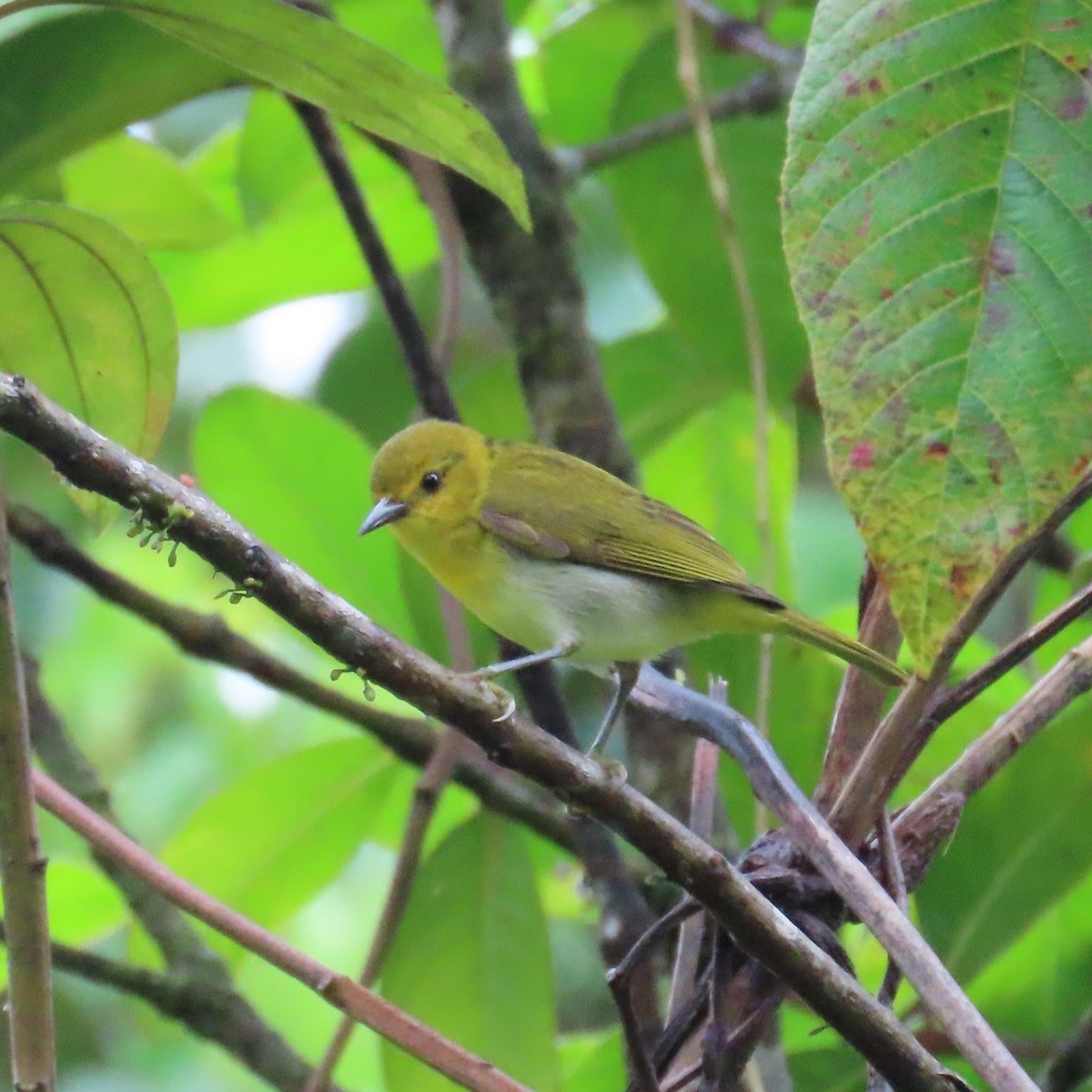 Black-and-yellow Tanager - ML432451271